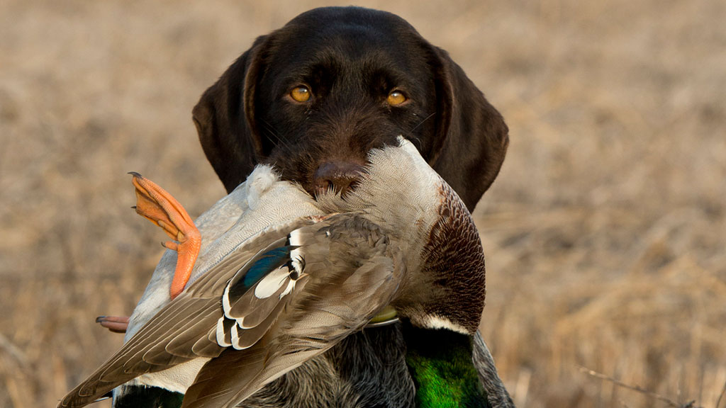 texas-duck-hunting-dog-ftImg